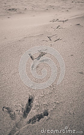 Bird footprints on sand beach Stock Photo