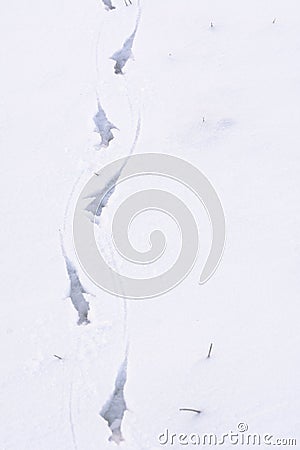 Bird footprints on the snow Stock Photo