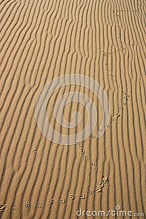 Bird footprints on the surface of the desert Stock Photo
