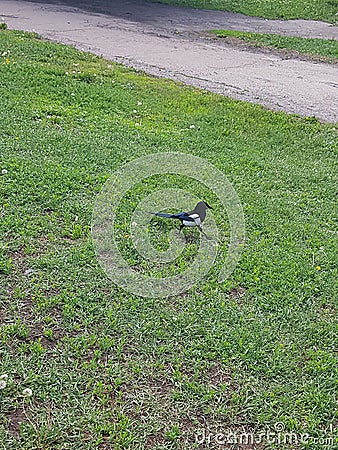 A bird, forty walks along the green lawn, grass on the ground. Stock Photo