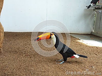 Bird are vertebrate animals adapted for flight . Stock Photo