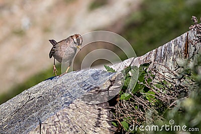 Bird Funny Walk on Tree Trunk Stock Photo