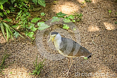 Bird Garden at Beautiful Country House near Leeds West Yorkshire that is not National Trust Stock Photo