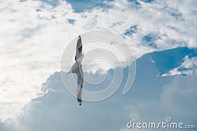Bird gliding on cloud and sky Stock Photo