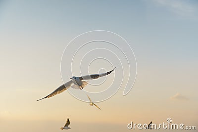 Bird gliding at sunset space for text Stock Photo