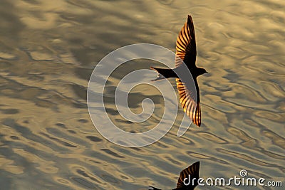 Bird with golden wings flying over water Stock Photo