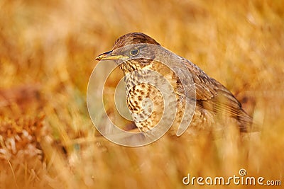 Bird on grass, evening sunset. Falkland Thrush, Turdus falcklandii falcklandii, brawn bird withs, animal in the nature habitat, Stock Photo