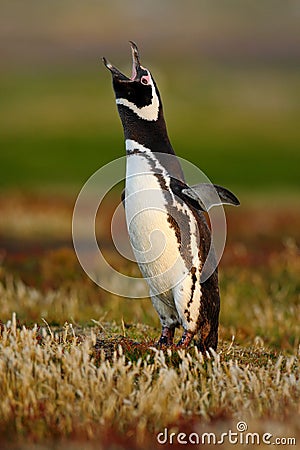 Bird in the grass. Penguin in the red evening grass, Magellanic penguin, Spheniscus magellanicus. Black and white penguin in the Stock Photo