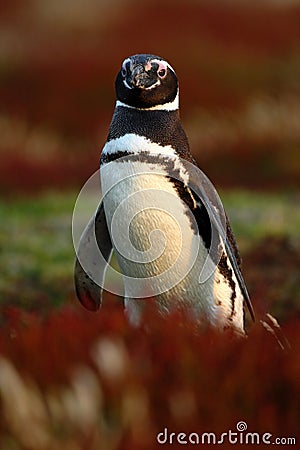 Bird in the grass. Penguin in the red evening grass, Magellanic penguin, Spheniscus magellanicus. Black and white penguin in the Stock Photo