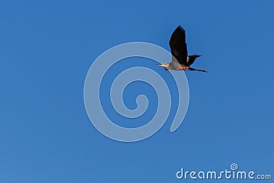 Bird gray heron in flight against the blue sky. Stock Photo