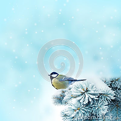 Bird (great titmouse ) in winter time Stock Photo