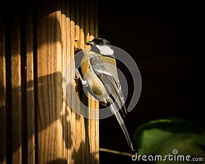 Bird with green caterpillar in bill to feed its fledglings, sitting on nesting box Stock Photo