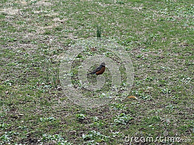 Bird in a Green Field Stock Photo