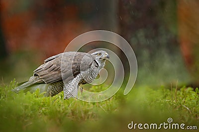 Bird in the green vegetaion. Goshawk, Accipiter gentilis, bird of prey feeding on killed dark squirrel in the forest, nature Stock Photo