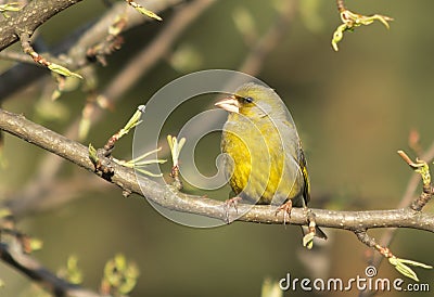 Bird Greenfinch (lat. Carduelis chloris) Stock Photo