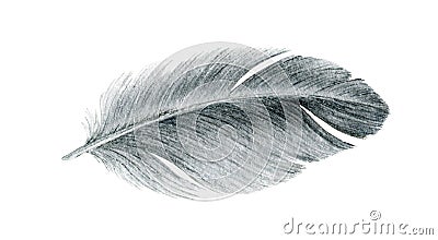 Bird grey feather watercolor realistic illustration. Duck or goose soft natural down image. Fluffy smooth quill isolated on white Cartoon Illustration