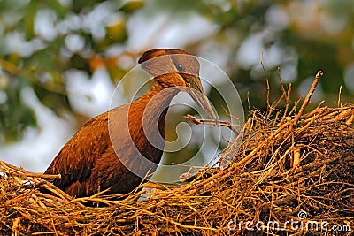 Bird Hamerkop, Scopus umbretta, in the nest. Bird building nest with branch in the bill. Beautiful evening sun. Animal nesting Stock Photo