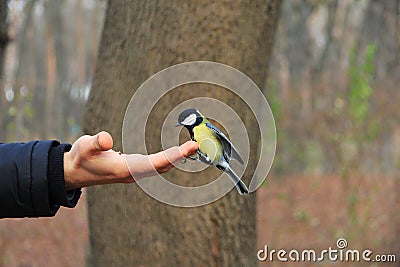 Bird in the hand Stock Photo