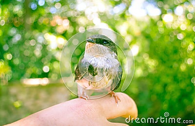 Bird on hand Stock Photo