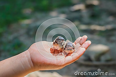 Bird in hand Stock Photo