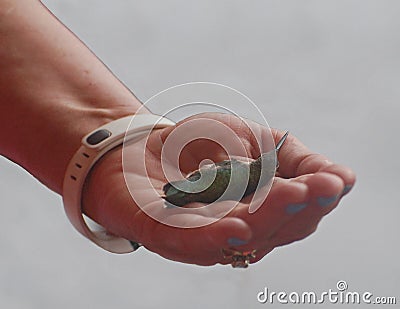 A Bird in the Hand Stock Photo