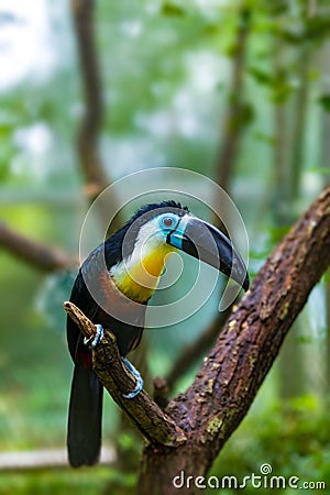 Bird hannel-billed toucan, Ramphastos vitellinus Stock Photo