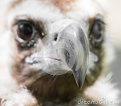 Bird hawk nature Stock Photo