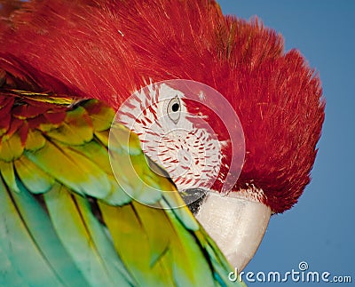 Bird head, colourful parrot portrait. Colorful nature background. Stock Photo