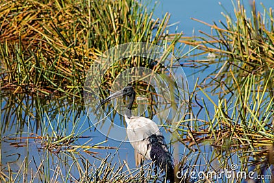 Bird heron in the wild nature on a lake Stock Photo