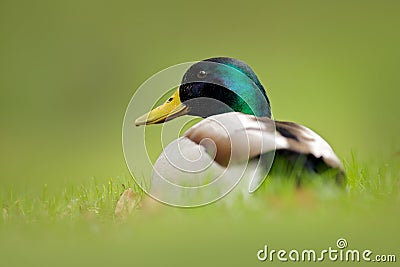 Bird hidden in the grass. Water bird Mallard, Anas platyrhynchos, with reflection in the water. Duck in the green surface. Still w Stock Photo