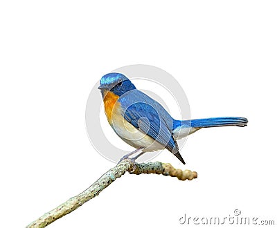 Bird (Hill Blue Flycatcher) isolated on white background Stock Photo