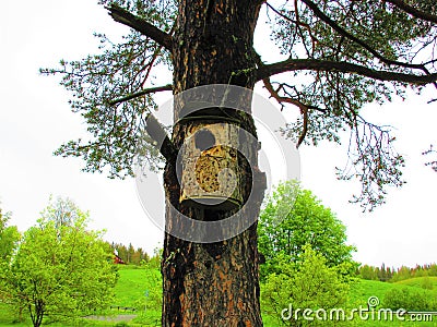 Birdhouse on a old pine. Knock, knock its anybody at home Stock Photo