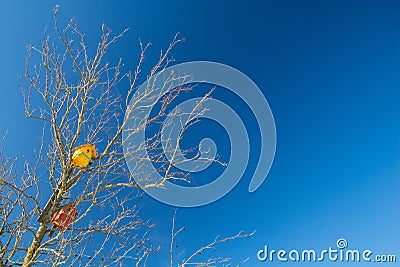 Bird Houses in the crown of an old tree Stock Photo