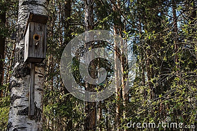 Bird houses hanging on the birch and pine in the park Stock Photo