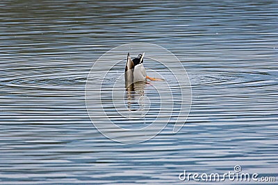 Bird feeding at Hula Valley Stock Photo