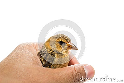 Bird in human hand Stock Photo