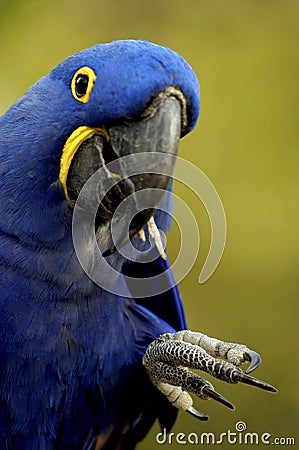 Bird - Hyacinth Macaw (Anodorhynchus hyacinthinus) Stock Photo