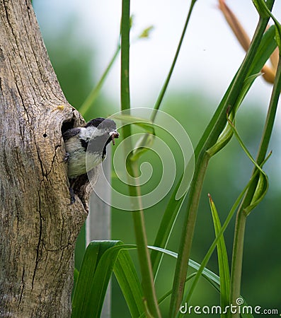 Bird with Insect in Hole in Tree Stock Photo