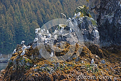 Bird Island near Kodiak Island Stock Photo