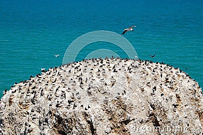 Bird island in Qinghai lake Stock Photo