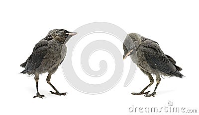 Bird isolated on white background Stock Photo