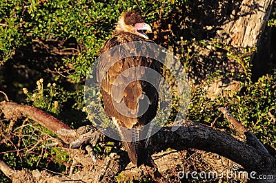 Bird Karakara. Stock Photo