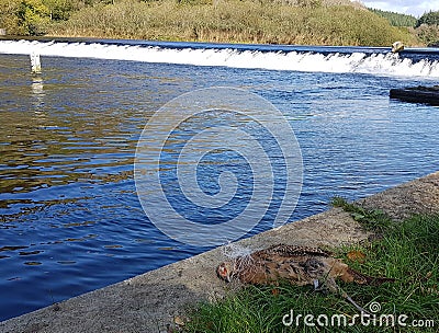 Bird killed by disused Fishing line Lopwell dam Stock Photo