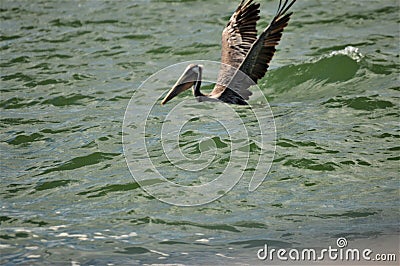 Bird landing along the side of the boat Stock Photo