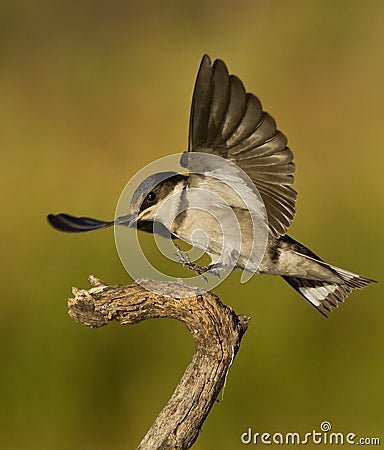 Bird landing on a branch Stock Photo