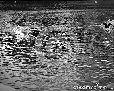 Bird landing on river Stock Photo