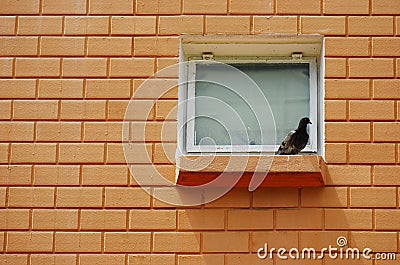 Bird On The Ledge Stock Photo