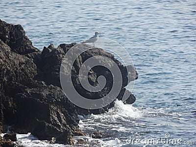 Bird on ledge Stock Photo