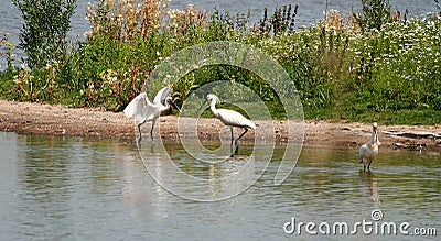 Bird Lepelaar Stock Photo