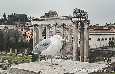 Bird life in Rome. anciant tample valley Stock Photo